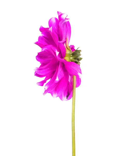 Flor de dalia aislada sobre fondo blanco — Foto de Stock