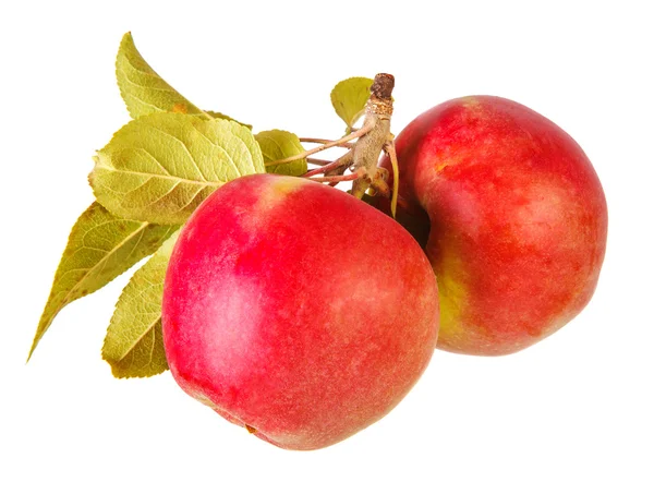 白い背景で隔離の葉で 2 つのリンゴ — ストック写真