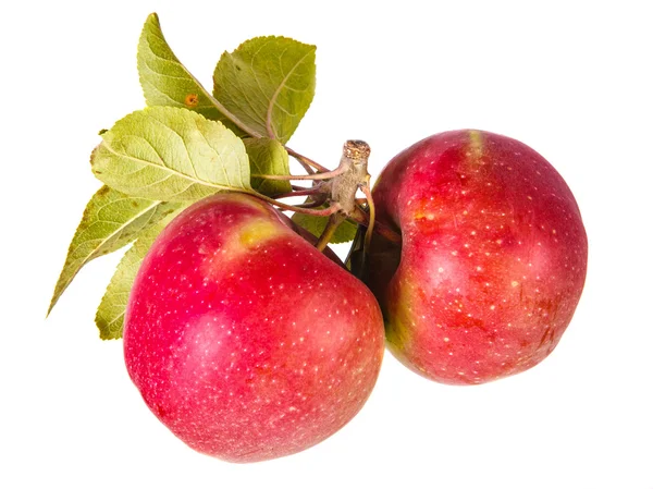 用树叶孤立在白色背景上的两个苹果 — 图库照片