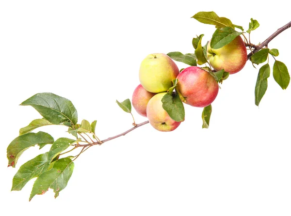 Manzanas maduras en una rama aislada sobre fondo blanco — Foto de Stock