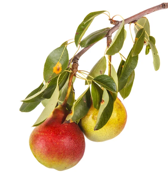 Mogna päron på grenen isolerad på vit bakgrund — Stockfoto