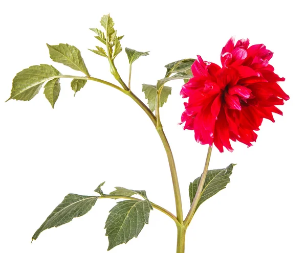 Dahlia flower isolated on white background — Stock Photo, Image