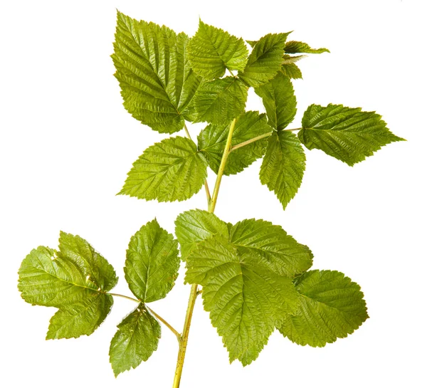 beyaz zemin üzerinde izole Ahududu yaprakları