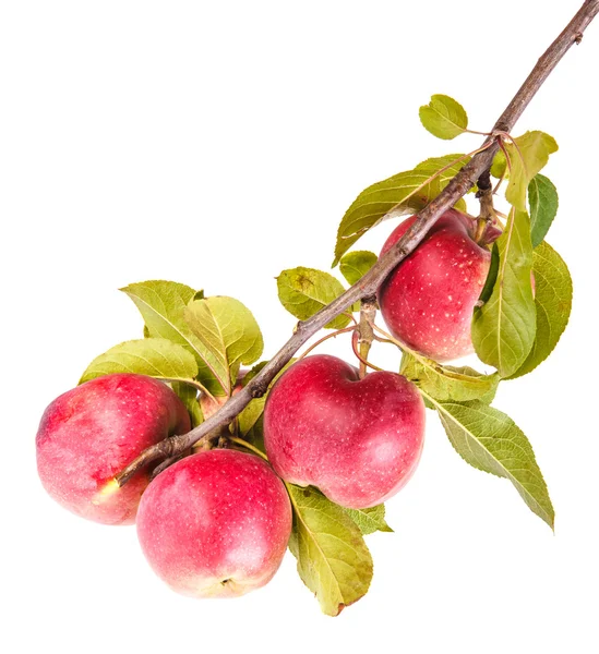 Ώριμα μήλα σε κλαδί που απομονώνεται σε λευκό φόντο Εικόνα Αρχείου