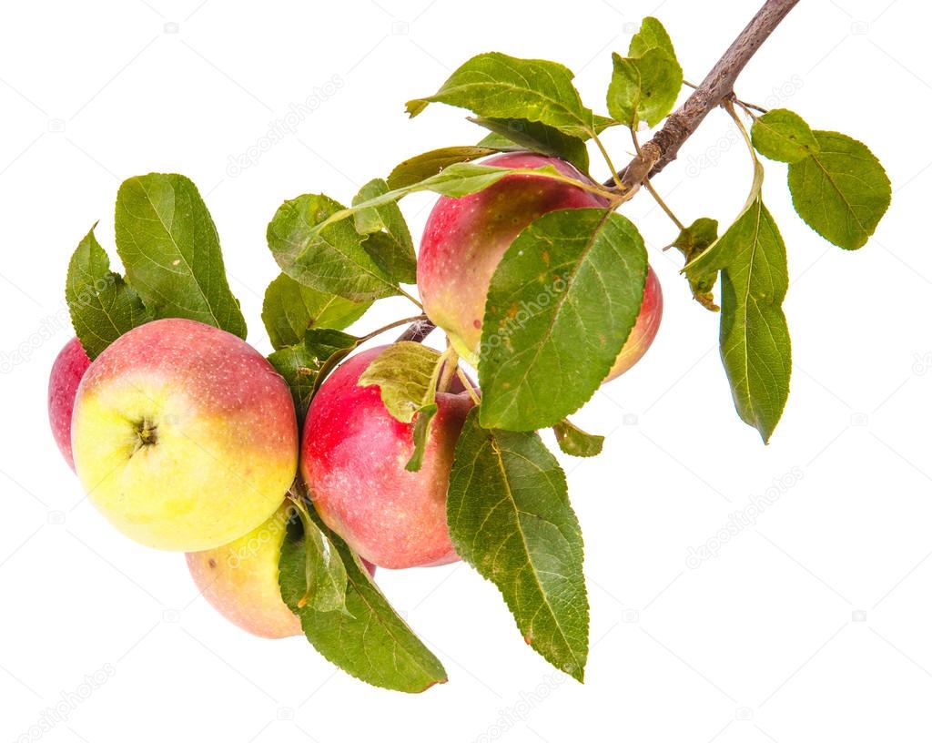 ripe apples on a branch isolated on white background