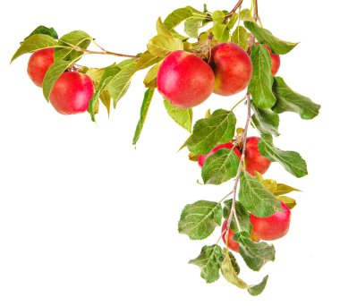 elma ağacı dalı ile izole üzerinde beyaz arka plan bırakır