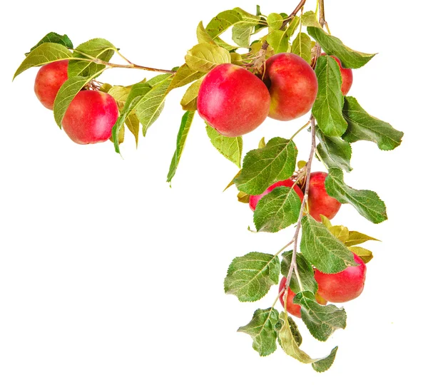 elma ağacı dalı ile izole üzerinde beyaz arka plan bırakır