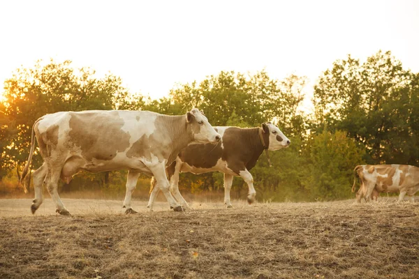 Manada de vacas pastando no campo — Fotografia de Stock