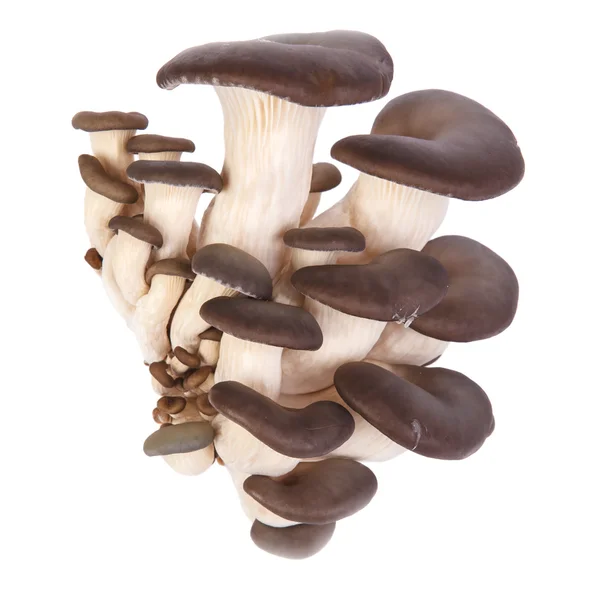 Funghi di ostrica freschi su uno sfondo bianco . — Foto Stock