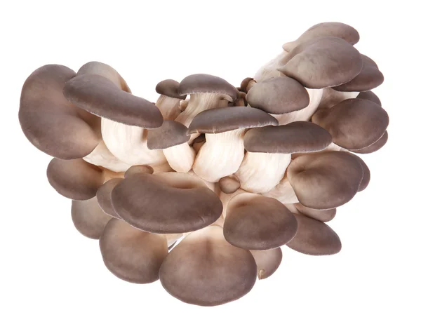 Funghi di ostrica freschi su uno sfondo bianco . — Foto Stock