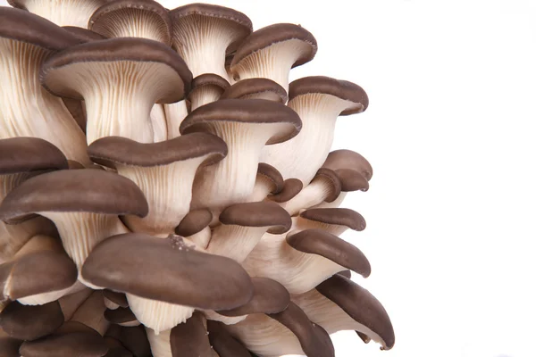 Fresh oyster mushrooms on a white background. — Stock Photo, Image