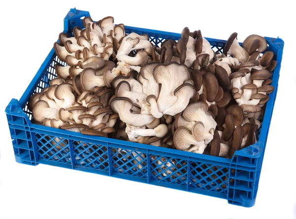 Oyster mushrooms in a plastic box — Stock Photo, Image