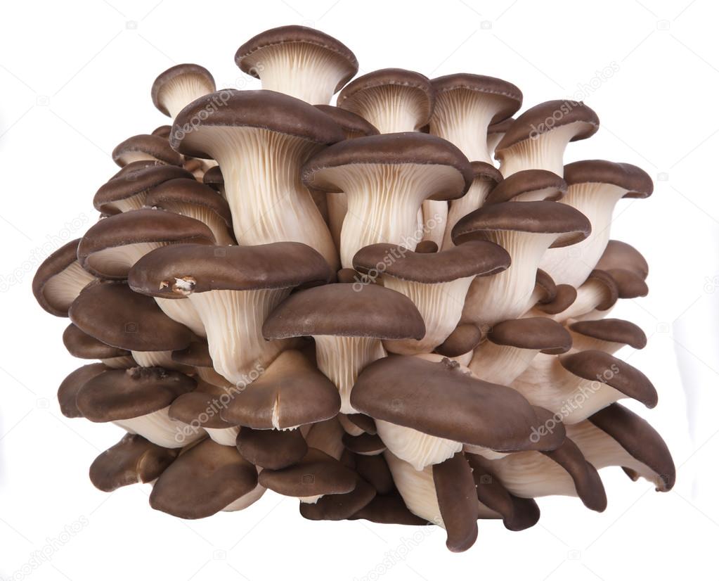 fresh oyster mushrooms on a white background.