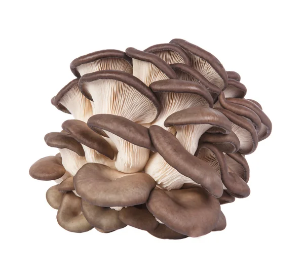 Funghi ostrica isolati su fondo bianco — Foto Stock