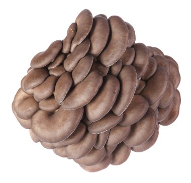 Beyaz arka planda yalıtılmış istiridye mantarları