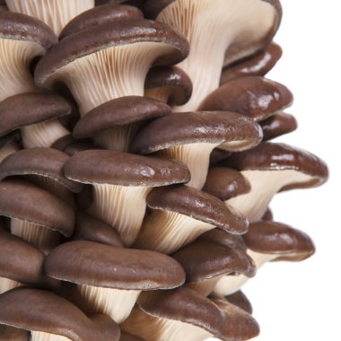 istiridye mantar closeup seçici odak