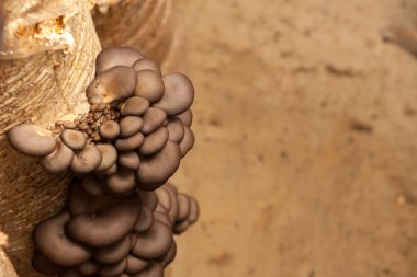 istiridye mantar mantar bir çiftlikte büyümek