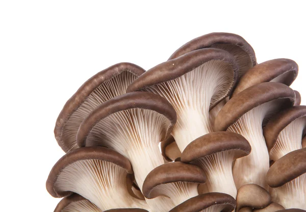 Cogumelos ostra isolados sobre fundo branco — Fotografia de Stock