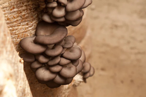Os cogumelos de ostra crescem em uma fazenda de cogumelos — Fotografia de Stock