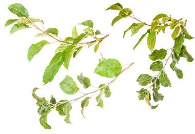 Set elma ağacı dalı beyaz arka plan üzerinde izole yaprakları ile