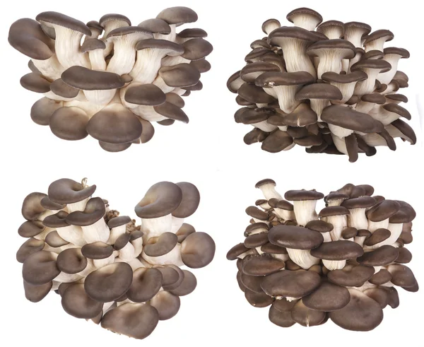 Impostare funghi ostrica fresca su uno sfondo bianco — Foto Stock