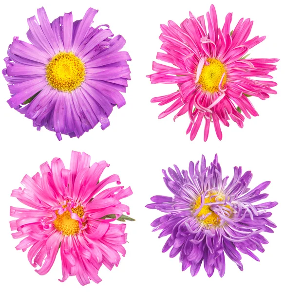 Nastavit Astry angliae květina izolovaných na bílém pozadí — Stock fotografie