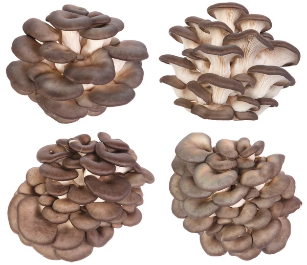 Impostare funghi ostrica fresca su uno sfondo bianco — Foto Stock