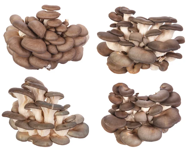 Impostare funghi ostrica fresca su uno sfondo bianco — Foto Stock