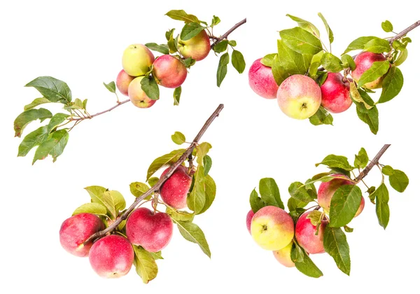 Definir maçãs maduras em um ramo isolado no fundo branco Fotos De Bancos De Imagens