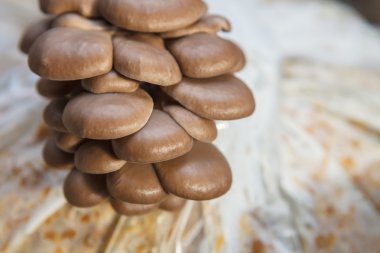 istiridye mantar mantar bir çiftlikte büyümek