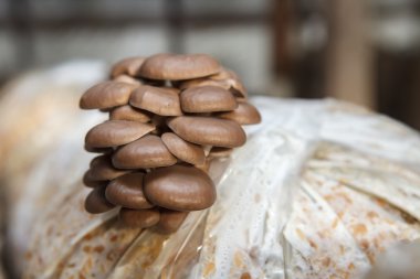 istiridye mantar mantar bir çiftlikte büyümek