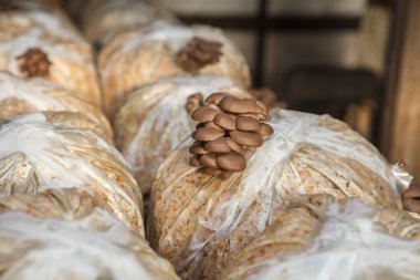 istiridye mantar mantar bir çiftlikte büyümek