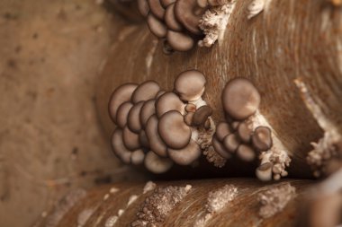 istiridye mantar mantar bir çiftlikte büyümek