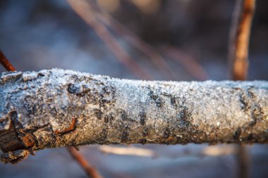 Frost ağaç gövdesi, sığ derinlik-in tarla ile kaplı