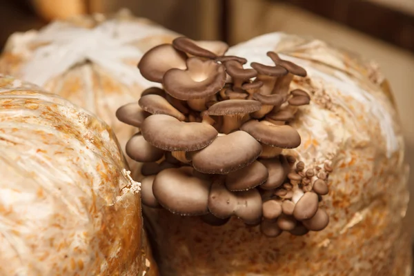 Oyster mushrooms grow on a mushroom farm — Stock Photo, Image