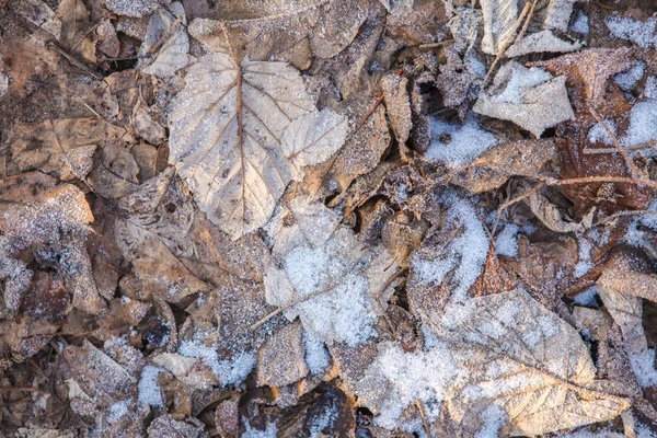 Folhas velhas cobertas de neve e fundo de grama — Fotografia de Stock