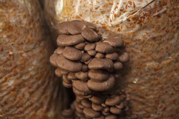 Oyster mushrooms grow on a mushroom farm — Stock Photo, Image