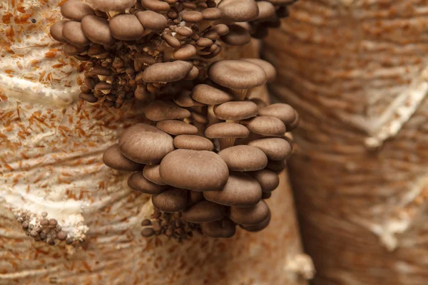 Os cogumelos de ostra crescem em uma fazenda de cogumelos — Fotografia de Stock