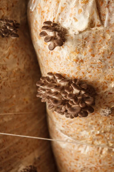 Oyster mushrooms grow on a mushroom farm — Stock Photo, Image