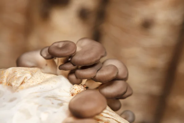 Os cogumelos de ostra crescem em uma fazenda de cogumelos — Fotografia de Stock