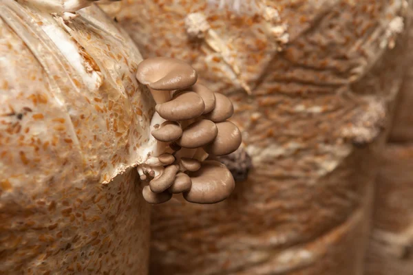 Oyster mushrooms grow on a mushroom farm — Stock Photo, Image
