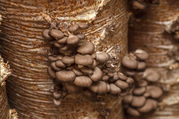 Oyster mushrooms grow on a mushroom farm — Stock Photo, Image