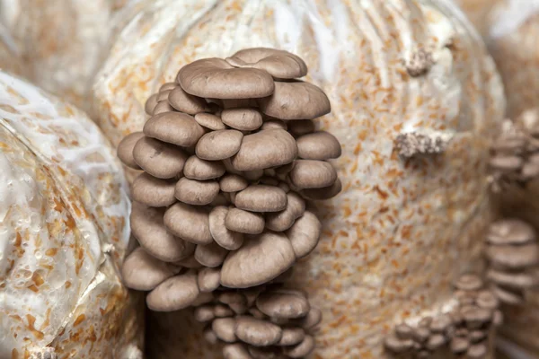 Oyster mushrooms grow on a mushroom farm — Stock Photo, Image