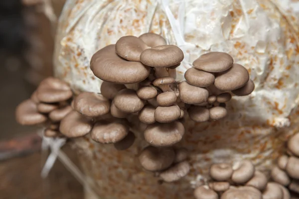 Oyster mushrooms grow on a mushroom farm — Stock Photo, Image