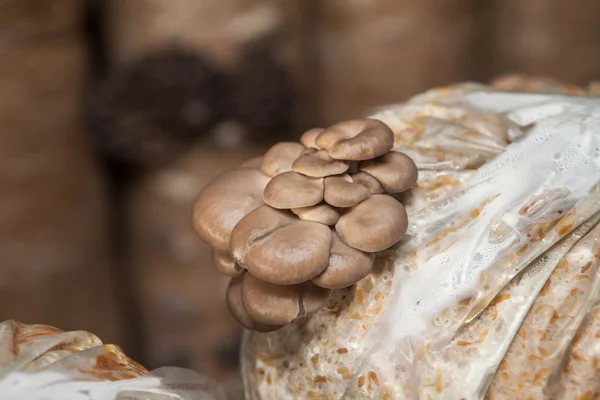 Oyster mushrooms grow on a mushroom farm — Stock Photo, Image