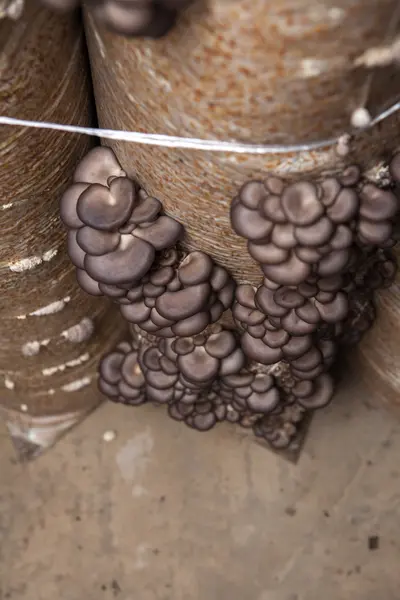 Oyster mushrooms grow on a mushroom farm — Stock Photo, Image