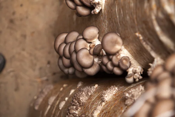 Os cogumelos de ostra crescem em uma fazenda de cogumelos — Fotografia de Stock