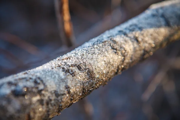 Frost ağaç gövdesi, sığ derinlik-in tarla ile kaplı — Stok fotoğraf