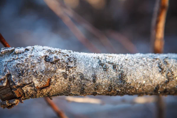 Covered with frost tree trunk, shallow depth of field — Stock Photo, Image