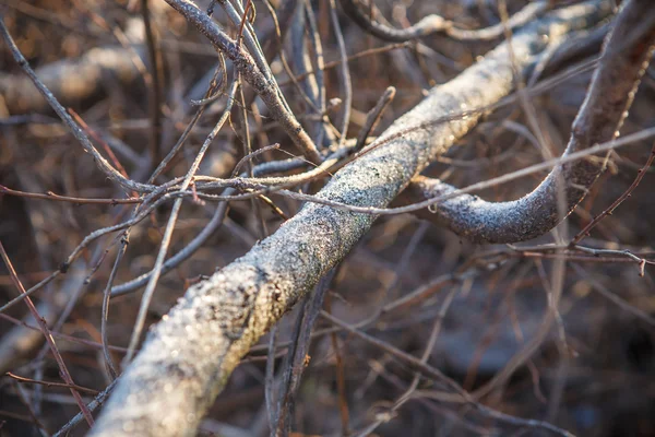 Covered with frost tree trunk, shallow depth of field — Stock Photo, Image